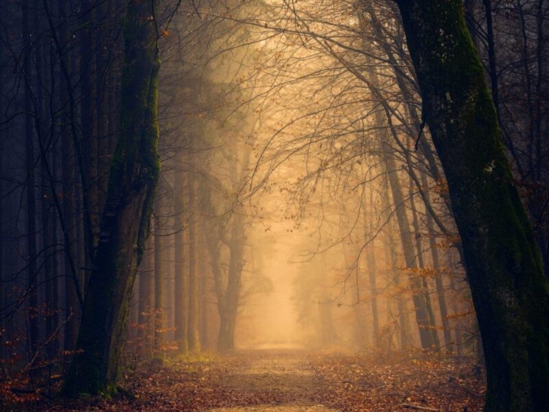 Spooky park